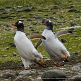 Die Choreographie sitzt: Zwei Pinguine stellen ihre (Eis-)Tanzkünste unter Beweis. Vielleicht eine Bewerbung für die Olympischen Winterspiele? Das mutmaßt zumindest Fotograf Andre B. Erlich. Ihre Weggefährten können sie mit ihrem synchronen Auftritt aber nicht beeindrucken, die sehen gelangweilt weg.
