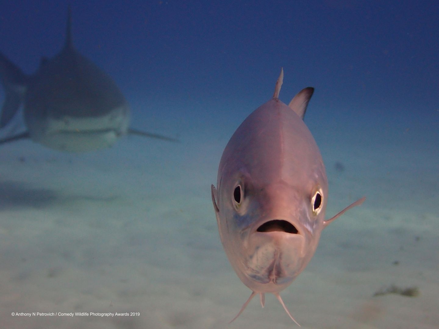 "Comedy Wildlife Photography Awards": "Er ist direkt hinter mir, oder?!" So nannte Fotograf Anthony N Petrovich die Aufnahme der Makrele, die in seiner Kameralinse direkt dem Tigerhai hinter sich ins Auge blickte. Fünf Tage lang fotografierte er Haie auf den Bahamas und wurde immer wieder von den kleineren Fischen "gephotobombt". Auf dieser Aufnahme war es dann anders herum. Der Makrele ist der Schreck darüber deutlich ins Gesicht geschrieben. "Er ist direkt hinter mir, oder?!" So nannte Fotograf Anthony N Petrovich die Aufnahme der Makrele, die in seiner Kameralinse direkt dem Tigerhai hinter sich ins Auge blickte. Fünf Tage lang fotografierte er Haie auf den Bahamas und wurde immer wieder von den kleineren Fischen "gephotobombt". Auf dieser Aufnahme war es dann anders herum. Der Makrele ist der Schreck darüber deutlich ins Gesicht geschrieben.