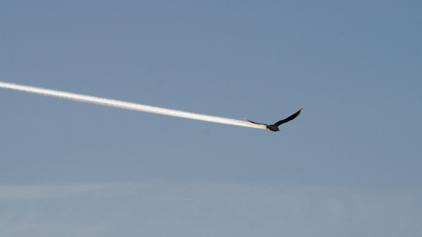 "Ist es ein Vogel, ist es ein Flugzeug?", so der Titel des Bildes. Tatsächlich drückte Fotograf Bob Carter in einem äußerst passenden Moment ab und erzeugt die Illusion eines Vogels mit Düsenantrieb. 
