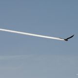 "Ist es ein Vogel, ist es ein Flugzeug?", so der Titel des Bildes. Tatsächlich drückte Fotograf Bob Carter in einem äußerst passenden Moment ab und erzeugt die Illusion eines Vogels mit Düsenantrieb. 
