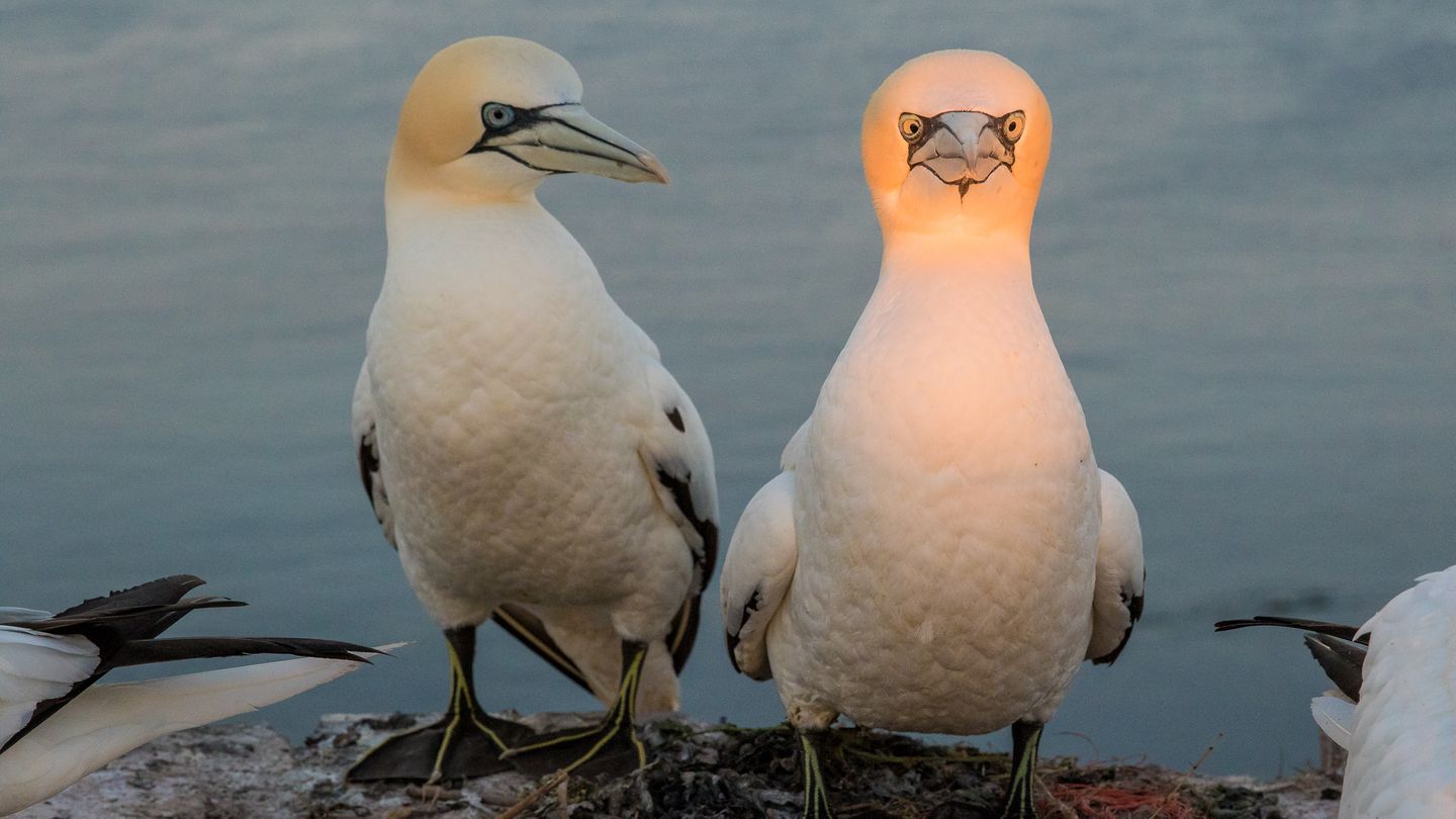 "Comedy Wildlife Photography Awards": Im Vergleich zu seinem Kumpel scheint der Tölpel zur Rechten eine besonders helle Leuchte zu sein. Oder aber er schämt sich, so die Theorie des Fotografen, der das Bild auf Helgoland knipste. Der von ihm gewählte Titel: "Ein unmoralisches Angebot?" Im Vergleich zu seinem Kumpel scheint der Tölpel zur Rechten eine besonders helle Leuchte zu sein. Oder aber er schämt sich, so die Theorie des Fotografen, der das Bild auf Helgoland knipste. Der von ihm gewählte Titel: "Ein unmoralisches Angebot?"