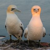 Im Vergleich zu seinem Kumpel scheint der Tölpel zur Rechten eine besonders helle Leuchte zu sein. Oder aber er schämt sich, so die Theorie des Fotografen, der das Bild auf Helgoland knipste. Der von ihm gewählte Titel: "Ein unmoralisches Angebot?"