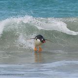 Seht her, Surfer! Dieser Eselspinguin braucht für das Wellenreiten kein Board. Fotograf Elmar Weiss bezeichnet seine Art des Surfens als den "Südatlantik-Style", das Bild wurde nämlich auf den Falklandinseln aufgenommen. 