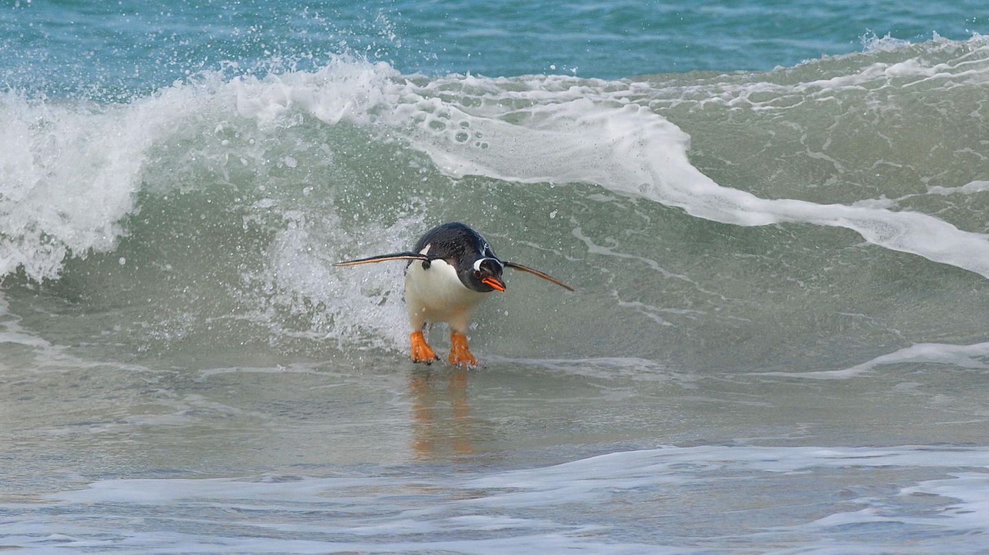 Seht her, Surfer! Dieser Eselspinguin braucht für das Wellenreiten kein Board. Fotograf Elmar Weiss bezeichnet seine Art des Surfens als den "Südatlantik-Style", das Bild wurde nämlich auf den Falklandinseln aufgenommen. 