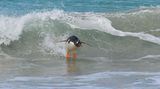 Seht her, Surfer! Dieser Eselspinguin braucht für das Wellenreiten kein Board. Fotograf Elmar Weiss bezeichnet seine Art des Surfens als den "Südatlantik-Style", das Bild wurde nämlich auf den Falklandinseln aufgenommen. 