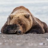 "Monday Morning Blues", so der Titel der Aufnahme, die Eric Fisher in Alaska gelang. Der Braunbär habe nach einem erfolgreichen Morgen ein kleines Mittagsschläfchen gehalten. Weil es dafür doch etwas hell war, versuchte er sich mit seiner Tatze ein wenig Dunkelheit zu schaffen. 