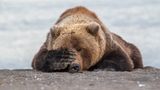 "Monday Morning Blues", so der Titel der Aufnahme, die Eric Fisher in Alaska gelang. Der Braunbär habe nach einem erfolgreichen Morgen ein kleines Mittagsschläfchen gehalten. Weil es dafür doch etwas hell war, versuchte er sich mit seiner Tatze ein wenig Dunkelheit zu schaffen. 