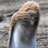 Sturmfrisur! Diesem Pinguin droht ein waschechter Bad Hair Day. Das ist auch Fotograf Eric Keller bewusst, der noch kein gutes Haargel für Pinguine gefunden hat.