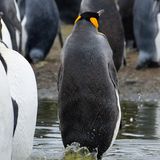 Dieser Pinguin tanzt gerade nicht durch die Gegend. Er scheint andere Probleme zu haben ... Dass Fotograf Eric Keller ihn auf South Georgia Island in genau diesem Moment erwischte, schien dem Pinguin unangenehm gewesen zu sein. Er schaute sich schnell um und tat dann, als sei nie etwas gewesen. 