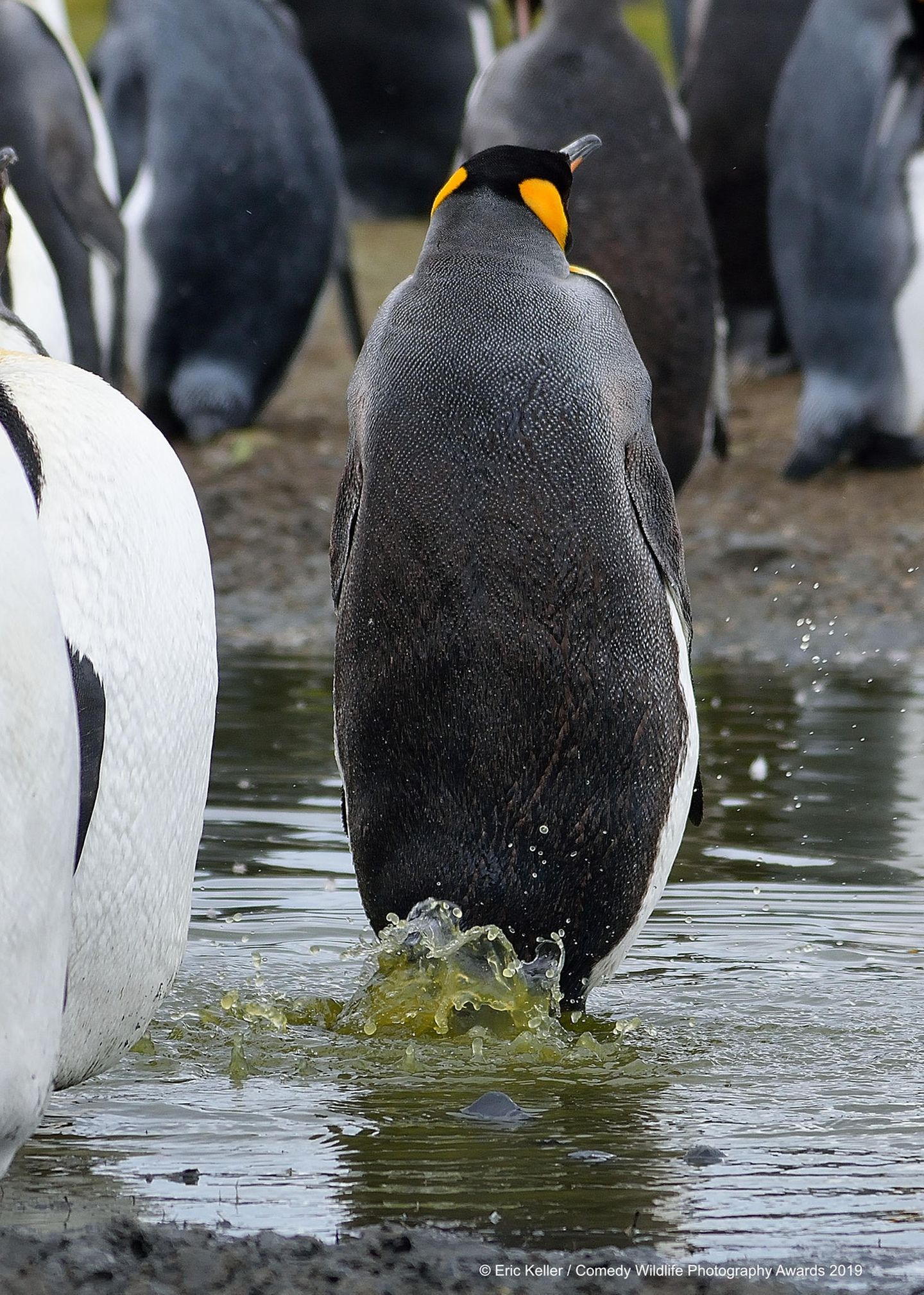 "Comedy Wildlife Photography Awards": Dieser Pinguin tanzt gerade nicht durch die Gegend. Er scheint andere Probleme zu haben ... Dass Fotograf Eric Keller ihn auf South Georgia Island in genau diesem Moment erwischte, schien dem Pinguin unangenehm gewesen zu sein. Er schaute sich schnell um und tat dann, als sei nie etwas gewesen. Dieser Pinguin tanzt gerade nicht durch die Gegend. Er scheint andere Probleme zu haben ... Dass Fotograf Eric Keller ihn auf South Georgia Island in genau diesem Moment erwischte, schien dem Pinguin unangenehm gewesen zu sein. Er schaute sich schnell um und tat dann, als sei nie etwas gewesen.