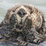Dieser Seeotter legt offenbar großen Wer auf sein Aussehen und streicht sich für Fotograf Harry Walker nochmal schnell das Gesichtsfell glatt. Außerdem scheint er ein guter Multitasker zu sein: Während des Putzens balanciert er ganz entspannt im Wasser. 