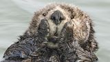 Dieser Seeotter legt offenbar großen Wer auf sein Aussehen und streicht sich für Fotograf Harry Walker nochmal schnell das Gesichtsfell glatt. Außerdem scheint er ein guter Multitasker zu sein: Während des Putzens balanciert er ganz entspannt im Wasser. 