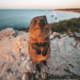 Ein neugieriges Quokka schlich sich auf Rottnest Island vor die Linse von James Vodicka. Die Insel im indischen Ozean ist für ihre tierischen und zutraulichen Einwohner bekannt. Im Internet kursieren zahlreiche Selfies von Touristen mit den niedlichen Tieren, die immer aussehen, als würden sie lächeln. Auch James Vodicka hat sich laut eigener Aussage von dem Quokka sehr Willkommen geheißen gefühlt. 