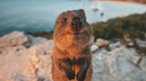 Ein neugieriges Quokka schlich sich auf Rottnest Island vor die Linse von James Vodicka. Die Insel im indischen Ozean ist für ihre tierischen und zutraulichen Einwohner bekannt. Im Internet kursieren zahlreiche Selfies von Touristen mit den niedlichen Tieren, die immer aussehen, als würden sie lächeln. Auch James Vodicka hat sich laut eigener Aussage von dem Quokka sehr Willkommen geheißen gefühlt. 
