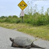 Bei diesem tierischen Verkehrsteilnehmer kann man sich sicher sein, dass er sich an die Vorgabe des Straßenschilds halten wird. Lisa Vanderhoop fotografierte die Schnappschildkröte auf den Straßen von Massachusetts. 