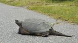 Bei diesem tierischen Verkehrsteilnehmer kann man sich sicher sein, dass er sich an die Vorgabe des Straßenschilds halten wird. Lisa Vanderhoop fotografierte die Schnappschildkröte auf den Straßen von Massachusetts. 