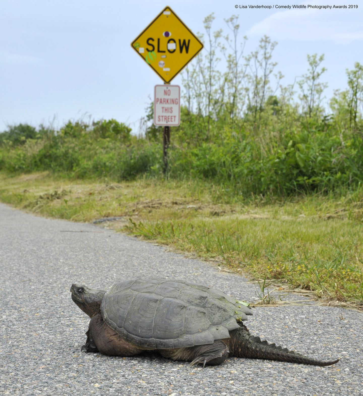 Bei diesem tierischen Verkehrsteilnehmer kann man sich sicher sein, dass er sich an die Vorgabe des Straßenschilds halten wird. Lisa Vanderhoop fotografierte die Schnappschildkröte auf den Straßen von Massachusetts. 