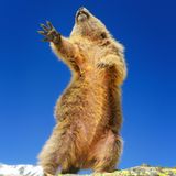 An diesem Murmeltier ist ein echter Entertainer verloren gegangen. Fotografin Martina Gebert nannte ihr Werk "Dancing ... yeah!" – absolut passend. 