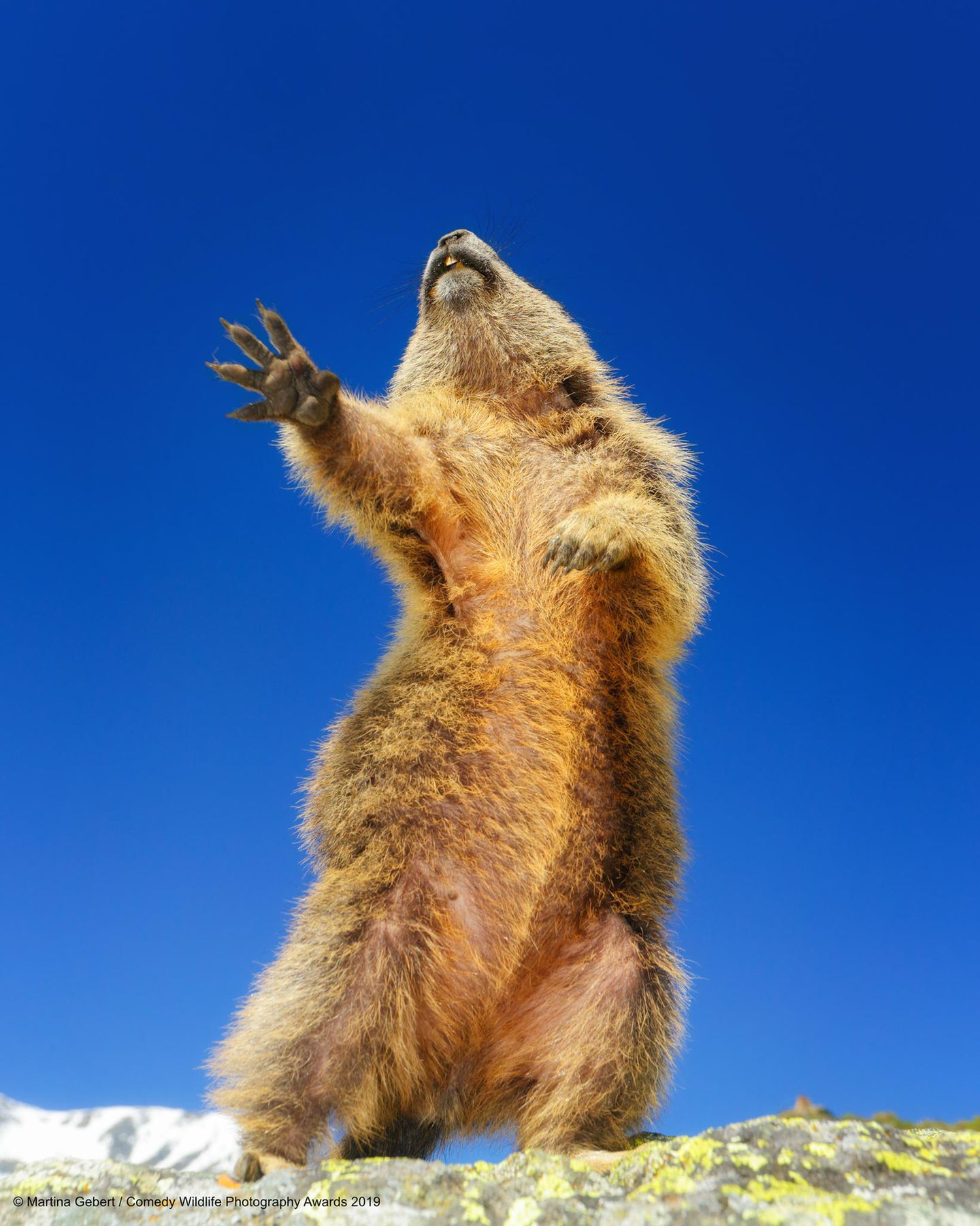 An diesem Murmeltier ist ein echter Entertainer verloren gegangen. Fotografin Martina Gebert nannte ihr Werk "Dancing ... yeah!" – absolut passend. 