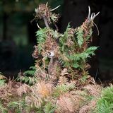Ein Meister der Tarnung! Obwohl sich der Hirsch perfekt seiner Umgebung, dem Richmond Park im Südwesten Londons, anpasst, erweckt das Foto den Anschein, als sei die Verkleidung unfreiwilliger Natur. 
