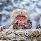 Dieser Japanmakak präsentiert ein Kunststück der ganz besonderen Art: Während er sich mit den Händen an einem Felsen festhält, streckt er seine Füße gleichzeitig über diesen hinaus, sodass Fotograf Pablo Daniel Fernández seine Fußsohlen zu Gesicht ablichten kann. So richtig aufregend scheint die ungewöhnliche Pose für ihn nicht zu sein, sein Blick wirkt schon fast gelangweilt. Auch das rote Gesicht zeugt nicht von großer Anstrengung – das ist angeboren. 