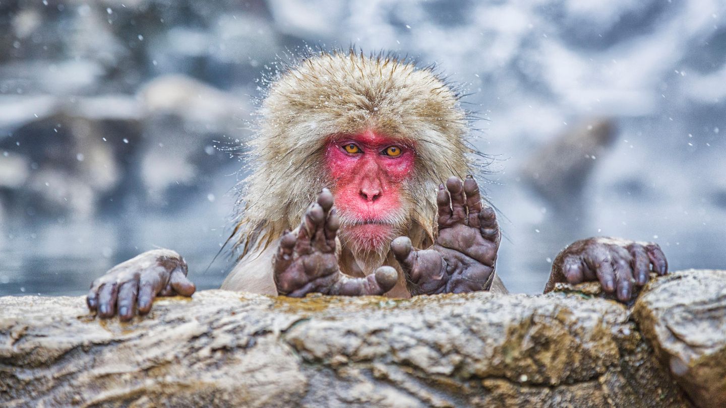 "Comedy Wildlife Photography Awards": Dieser Japanmakak präsentiert ein Kunststück der ganz besonderen Art: Während er sich mit den Händen an einem Felsen festhält, streckt er seine Füße gleichzeitig über diesen hinaus, sodass Fotograf Pablo Daniel Fernández seine Fußsohlen zu Gesicht ablichten kann. So richtig aufregend scheint die ungewöhnliche Pose für ihn nicht zu sein, sein Blick wirkt schon fast gelangweilt. Auch das rote Gesicht zeugt nicht von großer Anstrengung – das ist angeboren. Dieser Japanmakak präsentiert ein Kunststück der ganz besonderen Art: Während er sich mit den Händen an einem Felsen festhält, streckt er seine Füße gleichzeitig über diesen hinaus, sodass Fotograf Pablo Daniel Fernández seine Fußsohlen zu Gesicht ablichten kann. So richtig aufregend scheint die ungewöhnliche Pose für ihn nicht zu sein, sein Blick wirkt schon fast gelangweilt. Auch das rote Gesicht zeugt nicht von großer Anstrengung – das ist angeboren.