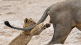 Diese Spielerei des kleinen Löwen könnte dem großen Exemplar ganz schön wehgetan haben. Fotografin Sarah Louise Skinner, die die Szene in Botswana aufgenommen hat, kann aber beruhigen: Niemand wurde verletzt. Vermutlich hätte der große Löwe dem kleinen aber schnell verziehen – immerhin ist der auf einem Auge blind. 