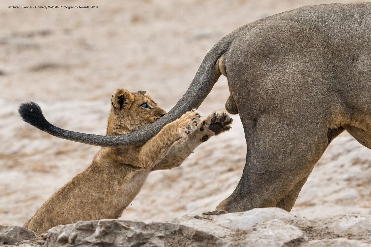"Comedy Wildlife Photography Awards": Diese Spielerei des kleinen Löwen könnte dem großen Exemplar ganz schön wehgetan haben. Fotografin Sarah Louise Skinner, die die Szene in Botswana aufgenommen hat, kann aber beruhigen: Niemand wurde verletzt. Vermutlich hätte der große Löwe dem kleinen aber schnell verziehen – immerhin ist der auf einem Auge blind. Diese Spielerei des kleinen Löwen könnte dem großen Exemplar ganz schön wehgetan haben. Fotografin Sarah Louise Skinner, die die Szene in Botswana aufgenommen hat, kann aber beruhigen: Niemand wurde verletzt. Vermutlich hätte der große Löwe dem kleinen aber schnell verziehen – immerhin ist der auf einem Auge blind.