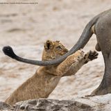 Diese Spielerei des kleinen Löwen könnte dem großen Exemplar ganz schön wehgetan haben. Fotografin Sarah Louise Skinner, die die Szene in Botswana aufgenommen hat, kann aber beruhigen: Niemand wurde verletzt. Vermutlich hätte der große Löwe dem kleinen aber schnell verziehen – immerhin ist der auf einem Auge blind. 