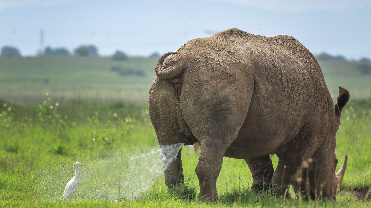 Klarer Fall von zur falschen Zeit am falschen Ort. Fotograf TilakRaJ'NagaRaJ nannte sein Bild zwar "Vorsicht! Gebietsmarkierung, folgen Sie auf eigenes Risiko", die Warnung kam für den Reiher allerdings zu spät. 