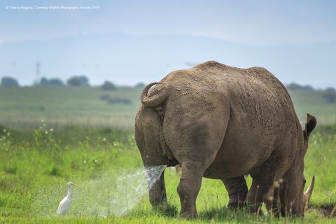 Klarer Fall von zur falschen Zeit am falschen Ort. Fotograf TilakRaJ'NagaRaJ nannte sein Bild zwar "Vorsicht! Gebietsmarkierung, folgen Sie auf eigenes Risiko", die Warnung kam für den Reiher allerdings zu spät. 