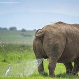 Klarer Fall von zur falschen Zeit am falschen Ort. Fotograf TilakRaJ'NagaRaJ nannte sein Bild zwar "Vorsicht! Gebietsmarkierung, folgen Sie auf eigenes Risiko", die Warnung kam für den Reiher allerdings zu spät. 