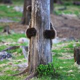 Guter Versuch! Fast hätten wir den Bären, der Valtteri Mulkahainen in Finnland vor die Linse lief, nicht entdeckt. So ganz ist sein Versteckspiel aber nicht gelungen. 