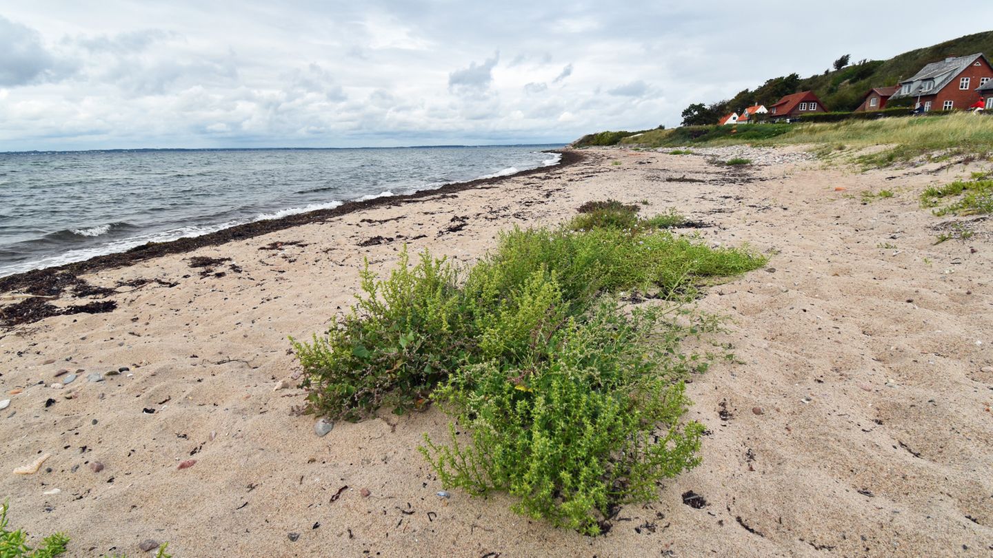 Naturstrand auf der Insel Ven am Öresund