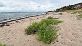 Naturstrand auf der Insel Ven am Öresund