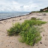 Naturstrand auf der Insel Ven am Öresund