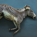 Ein totes Zebra liegt auf blauem Hintergrund