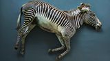 Ein totes Zebra liegt auf blauem Hintergrund