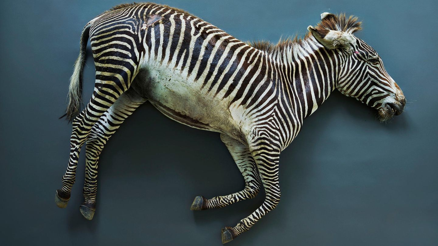 Thomas Struth Ein totes Zebra liegt auf blauem Hintergrund