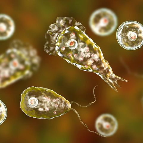 Naegleria fowleri