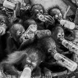 In dem Zentrum werden die Affen nicht nur versorgt, sondern auch auf ein Leben in Freiheit vorbereitet. 