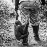 Für diese Arbeit gab es zwar nicht den Hauptpreis, aber eine Medaille: Die indonesische Fotografin Dilla Djalil Daniel fotografierte in einem Rehabilitations-Zentrum Orang-Utan-Babys, die ihre Mütter verloren haben. 