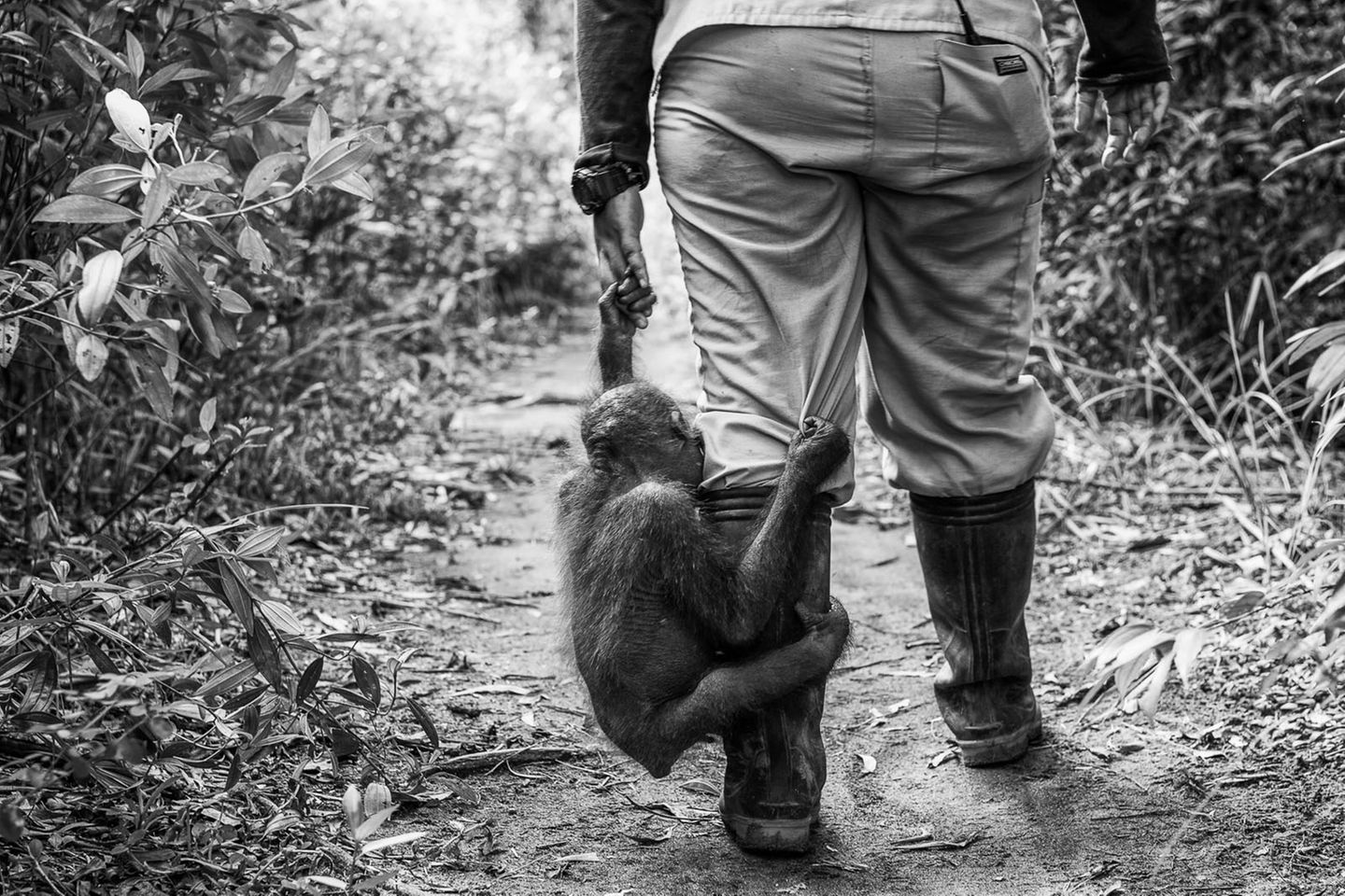 Für diese Arbeit gab es zwar nicht den Hauptpreis, aber eine Medaille: Die indonesische Fotografin Dilla Djalil Daniel fotografierte in einem Rehabilitations-Zentrum Orang-Utan-Babys, die ihre Mütter verloren haben. 