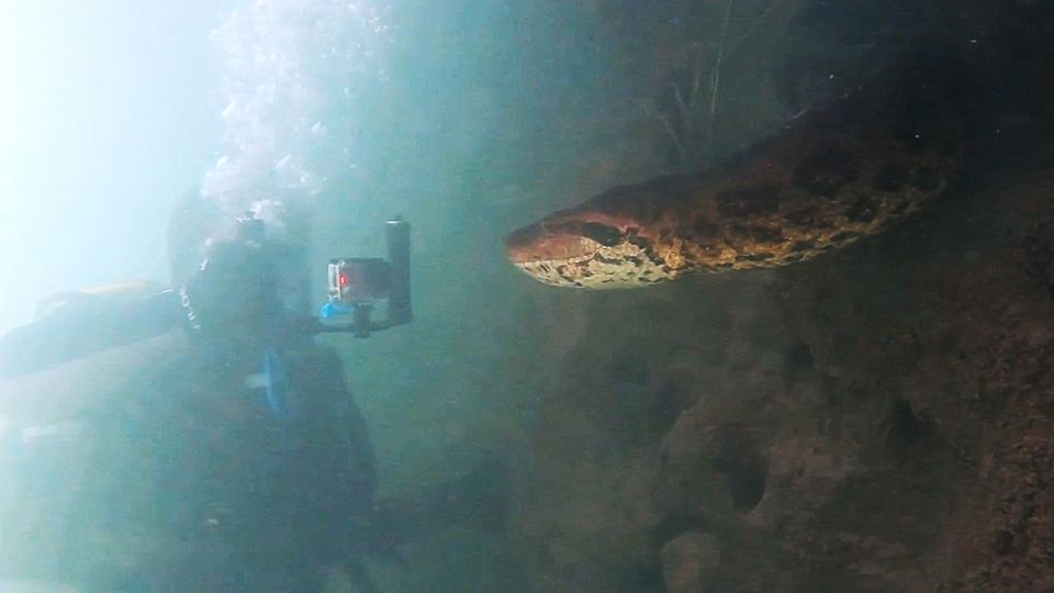 Sieben Meter Anakonda Taucher Begegnen Riesenschlange In Brasilianischem Fluss Stern De