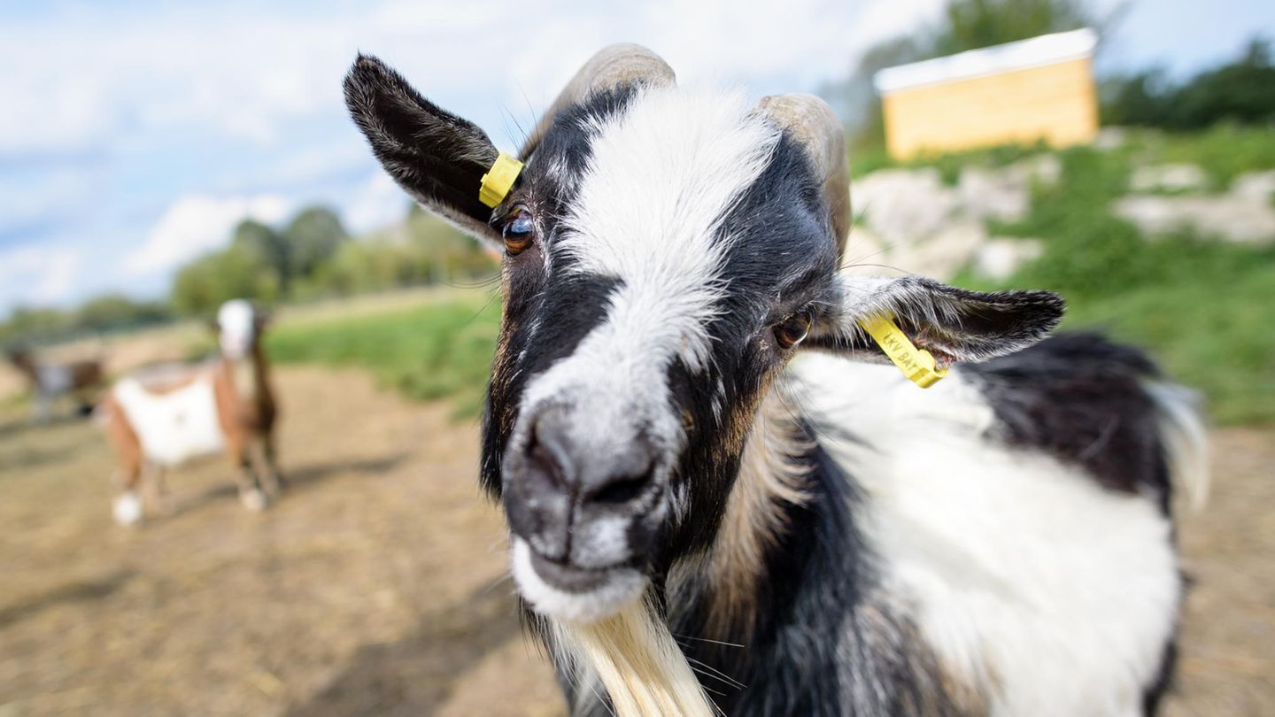 Hui Buh in seinem neuen zu Hause, dem Gnadenhof Gut Streiflach.