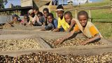 Äthiopien  Der Kaffee kommt zwar ursprünglich aus dem Sudan, da er sein Siegeszug im Nachbarland Äthiopien begann, gilt es heute als „die Wiege“ des Kaffees. Es ist eine Ironie des Schicksals, dass ausgerechnet das Ursprungsland dieses weltweit begehrten Produktes zu den ärmsten Ländern der Erde gehört. Trotz langjähriger Kriege hat sich Äthiopien einen festen Platz als eines der wichtigsten Erzeugerländer von Qualitätskaffee erarbeiten können. Die Spitzenkaffees zählen mit ihrem einzigartigen Geschmack zu den besten der Welt. Bekannt sind vor allem die Bohnen aus Harrar, einem der höchstgelegenen Anbaugebiete weltweit. Der Geschmack der Harrar-Longberry ist weich, mild und zugleich würzig wie kräftig. Der größte Einzelabnehmer ist die Rösterei Dallmayr aus München.