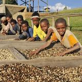 Äthiopien  Der Kaffee kommt zwar ursprünglich aus dem Sudan, da er sein Siegeszug im Nachbarland Äthiopien begann, gilt es heute als „die Wiege“ des Kaffees. Es ist eine Ironie des Schicksals, dass ausgerechnet das Ursprungsland dieses weltweit begehrten Produktes zu den ärmsten Ländern der Erde gehört. Trotz langjähriger Kriege hat sich Äthiopien einen festen Platz als eines der wichtigsten Erzeugerländer von Qualitätskaffee erarbeiten können. Die Spitzenkaffees zählen mit ihrem einzigartigen Geschmack zu den besten der Welt. Bekannt sind vor allem die Bohnen aus Harrar, einem der höchstgelegenen Anbaugebiete weltweit. Der Geschmack der Harrar-Longberry ist weich, mild und zugleich würzig wie kräftig. Der größte Einzelabnehmer ist die Rösterei Dallmayr aus München.