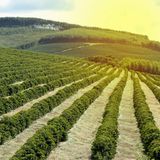 Kaffee-Anbaugebiete: Wo die Bohnen wohnen