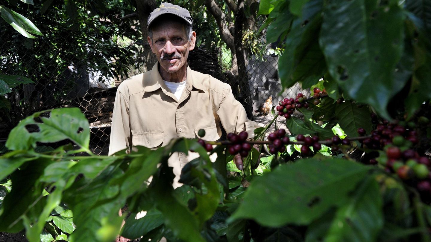 El Salvador  Als deutscher Kaffeegenießer stehen die Chancen gut, schon einmal Kaffee aus El Salvador getrunken zu haben. Schließlich geht ein Drittel der Spitzenqualitäten aus dem mittelamerikanischen Staat nach Deutschland. Die exklusiven Arabicas mit ihrem leichten Körper und der feinen Säure treffen den Geschmack der Deutschen. Wer bei Spezialröstern gezielt nach El-Salvador-Kaffee sucht, sollte nach den Marken Pipil und Pacamara Ausschau halten. Diese Kaffees sind weich und schmecken fast cremig, fruchtig.