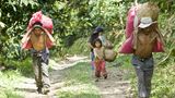 Guatemala  Steht auf der Kaffeepackung "Guatemala", ist das durchaus ein Qualitätsversprechen. Die Hochlandbohnen von den Berghängen der Sierra Madre zählen mit ihrem vollmundigen, leicht rauchigen Geschmack und der sehr feinen Säure zu den Gourmetkaffees. Das bekannteste Anbaugebiet ist Antigua und Coban. An den Hängen des Vulkans Atitlan erinnern die etwa drei Meter hohen Kaffeebäume an dichte Bergwälder. Antiguakaffee hat einen hohen Säureanteil und ist würzig im Geschmack. Der Kaffeeanbau ist der wichtigste Teil der Landwirtschaft des Landes. Rund 270.000 Hektar werden für den Anbau von Kaffeebohnen genutzt. Kaffee aus Guatemala ist außergewöhnlich vielfältig, da er in sehr unterschiedlichen Klimazonen angebaut wird.